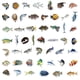 thumbnail image 2 of Paquete de pegatinas Goldfish, 50 unidades, coloridas, transparentes, PET Vin, 2 of 2