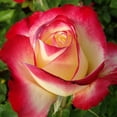 thumbnail image 3 of 30 Seeds| Hybrid Tea - red - white - Double Delight Rose seeds#1406 |BUY 4 GET 1 FREE|, 3 of 3