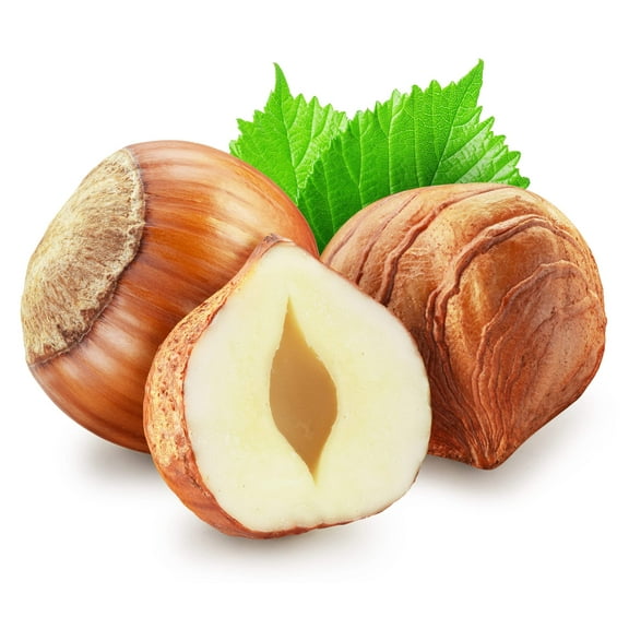 5 Seeds EUROPEAN HAZELNUT TREE Common Filbert Corylus Avellana Fruit Nut Seeds