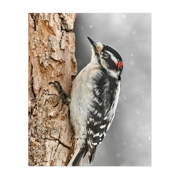 Downy Woodpecker In December - Photography Bird Wildlife Nature Winter Woodland Snow Animal Unframed Wall Art Print 6 x 8 inches