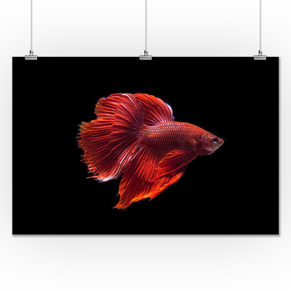 Siamese Fighting Fish Photo Art Print Poster 24x36 inch