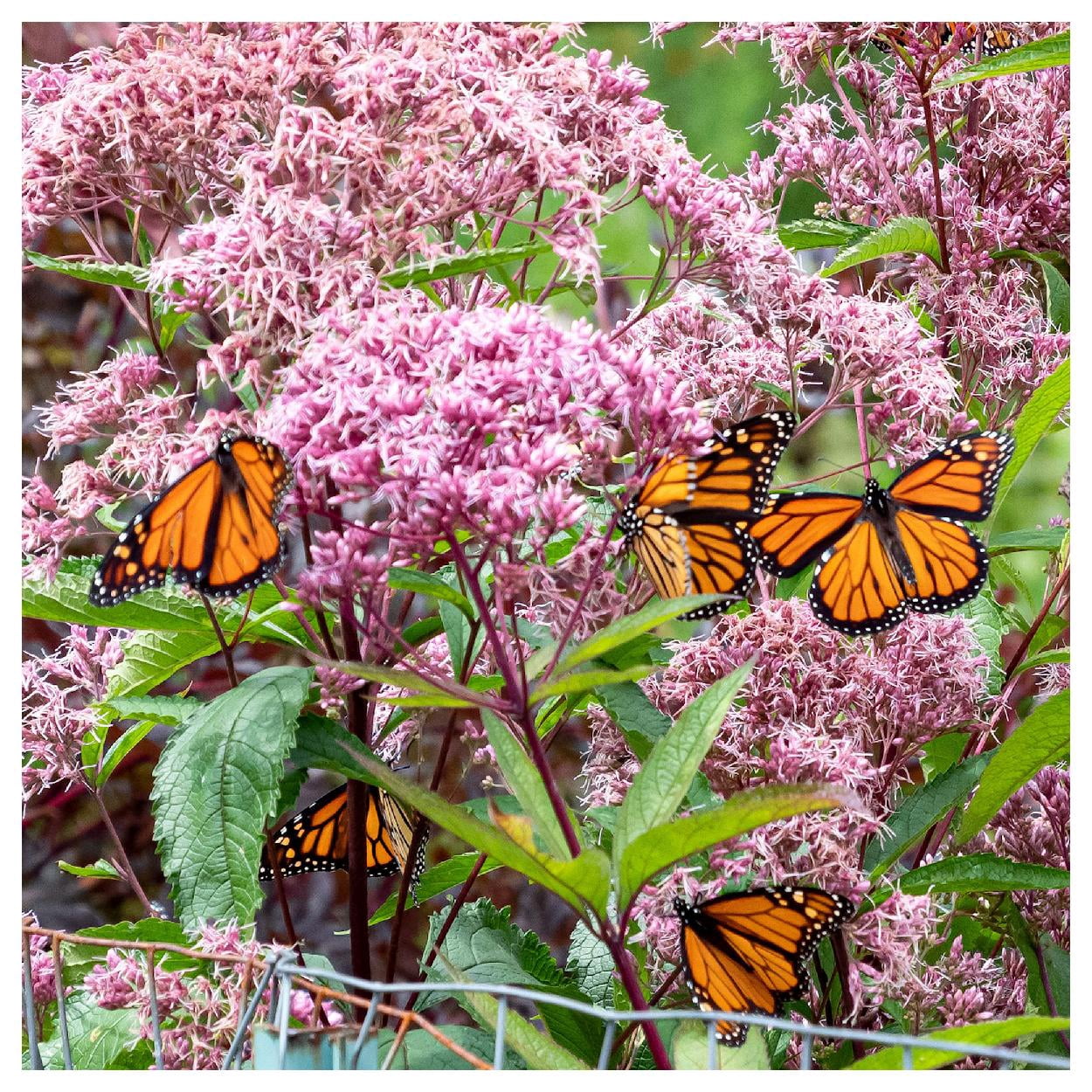 Everwilde Farms - 1 oz Joe Pye Weed Native Wildflower Seeds - Gold Vault Bulk Seed Packet