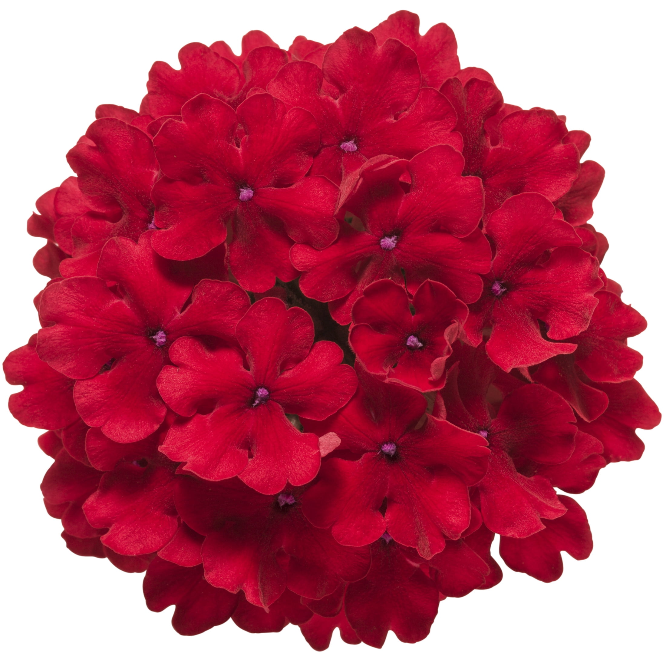 Proven Winners 4" Superbena Red Verbena Live Plant in 4.25" Pot (4 Count)