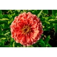 thumbnail image 3 of 250 SALMON QUEEN ZINNIA Elegans California Giant Double Flower Seeds, 3 of 9