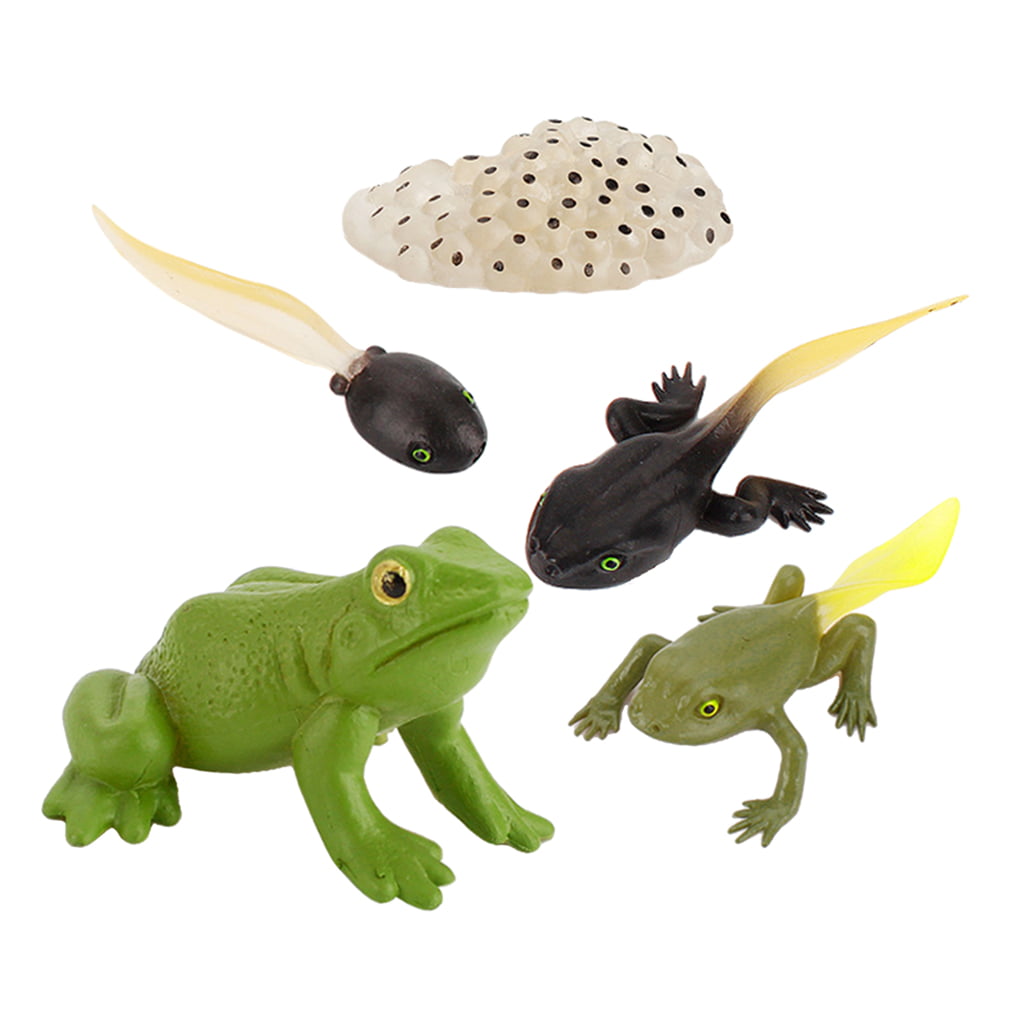Educational Kids Animals Growth Cycle Figures Toy Playkit Pretend Play Frog 