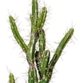 thumbnail image 2 of Vickerman 34" Artificial Green Cactus, Black Plastic Planters Pot., 2 of 5