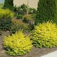 thumbnail image 3 of Southern Living Sunshine Ligustrum Live Shrub in 2-Gallon Grower Pot, 3 of 8