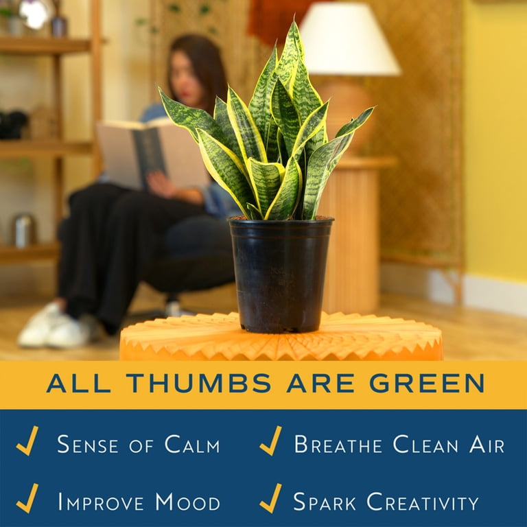 paddle succulent plant Paddle Plant Desert main image 1