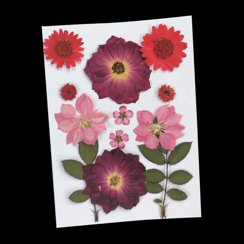 FVDPWYE 6Pcs Real Pressed Dried Flower Leaves for DIY Scrapbooking CardMaking Art Crafts