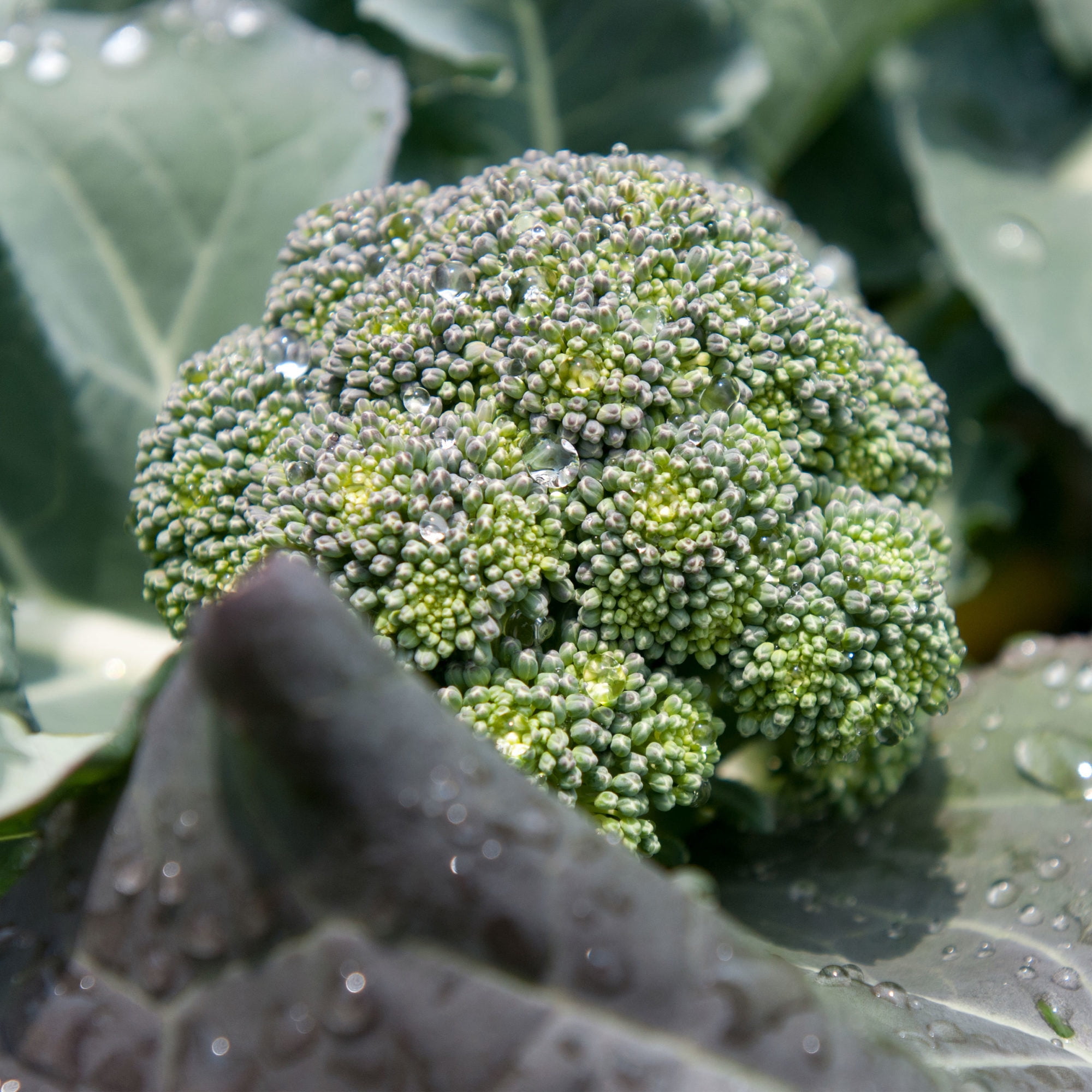 Bonnie Plants Lieutenant Broccoli, Live Plant, 4.5 in.