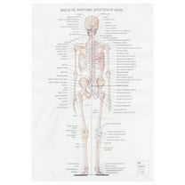 OUNONA medical posters Anatomical Poster White 1Pcs