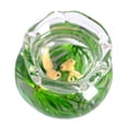 thumbnail image 2 of en miniatura de cristal, dorada, pequeña, accesorios de , acuario de escritorio para decoración de Amarillo Hugo Cuenco en miniatura, 2 of 9