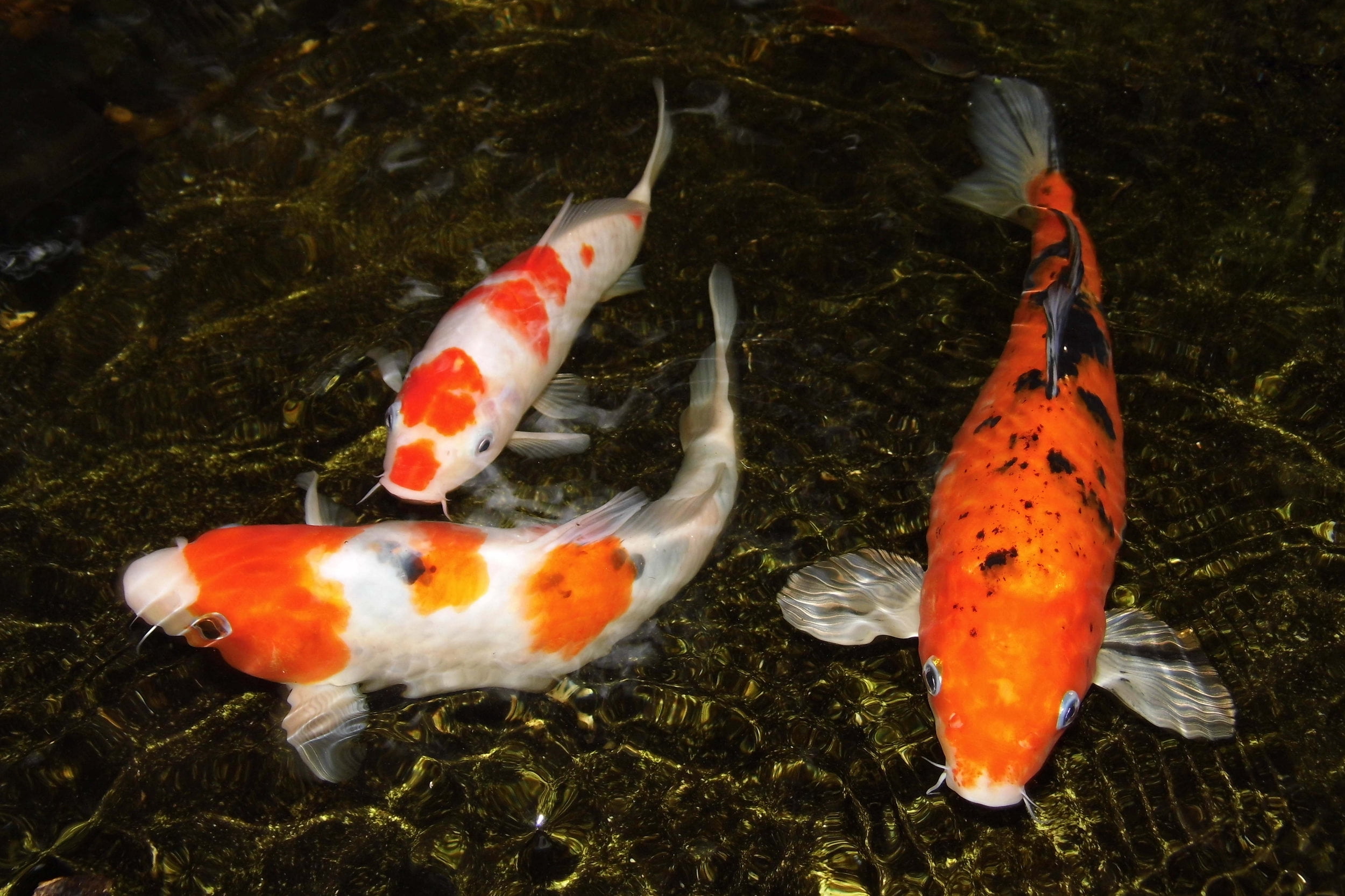 Aquatic Foods Goldfish Flakes - Premium Tropical Fish Foods - 2-lbs