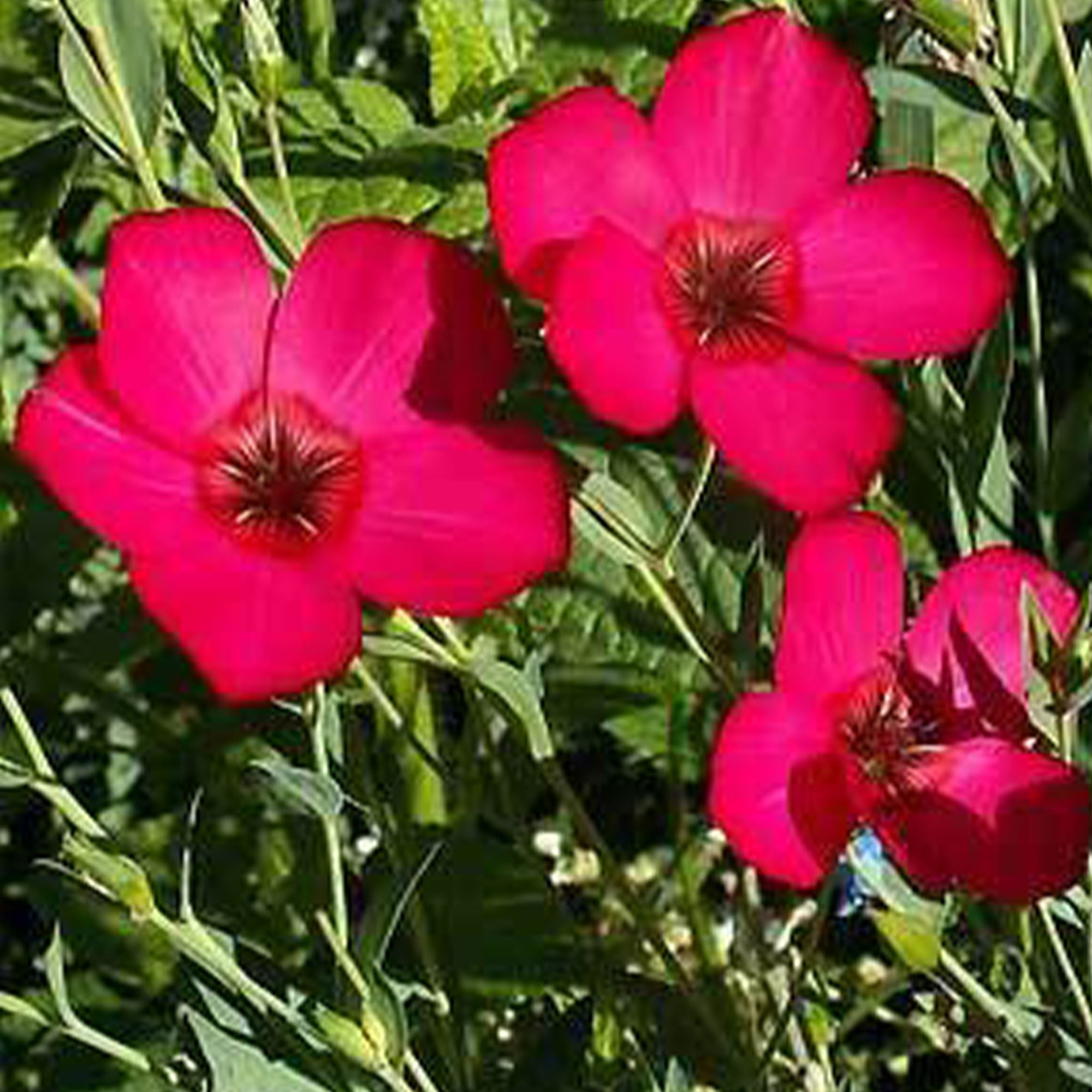 Flax Seeds Bright Eyes Plants Bonsai Grass Seeds Flower Garden Bonsai Organic 