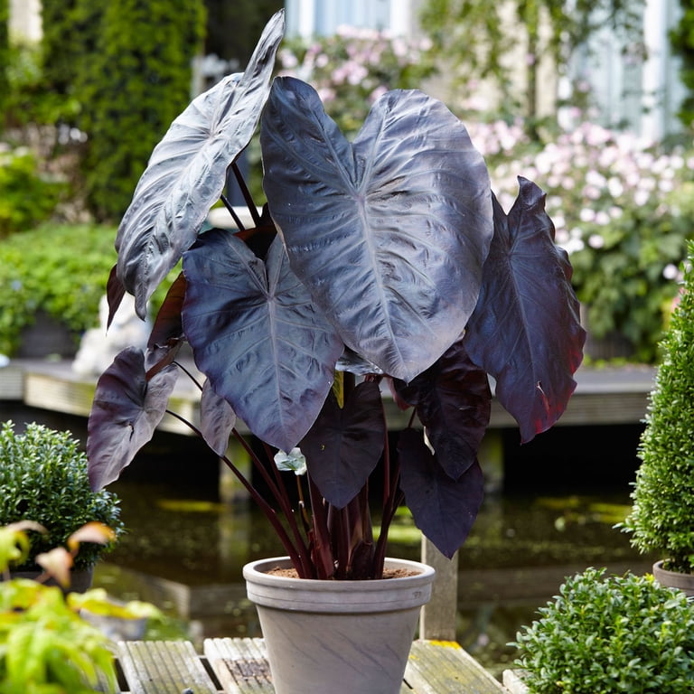 fiddle leaf fig fertilizer Fiddle Leaf Fig Plant Food : Fiddle Leaf Treats Fertilizer
