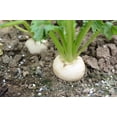 thumbnail image 2 of 300 Seeds WHITE EGG TURNIP Brassica Rapa Vegetable Seeds, 2 of 11