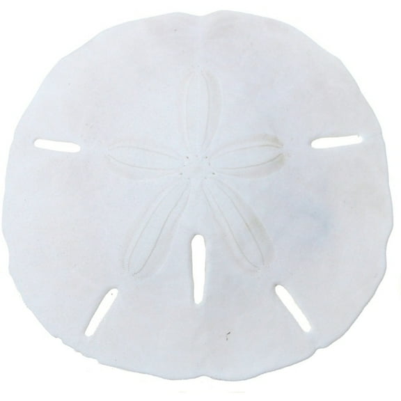 10 Round Sand Dollars Natural Medium Bulk Florida Shells 3-3.5" (Set of 10)