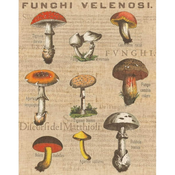 Funghi Velenosi I Poster Print By Wild Apple Portfolio 28 X 22 Walmart Com Walmart Com