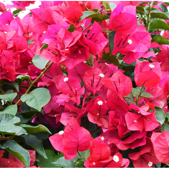 Set 2 Helen Bougainvillea Plants Live for Planting, Bougainvillea Plant for Garden 4 to 6 Inch Tall