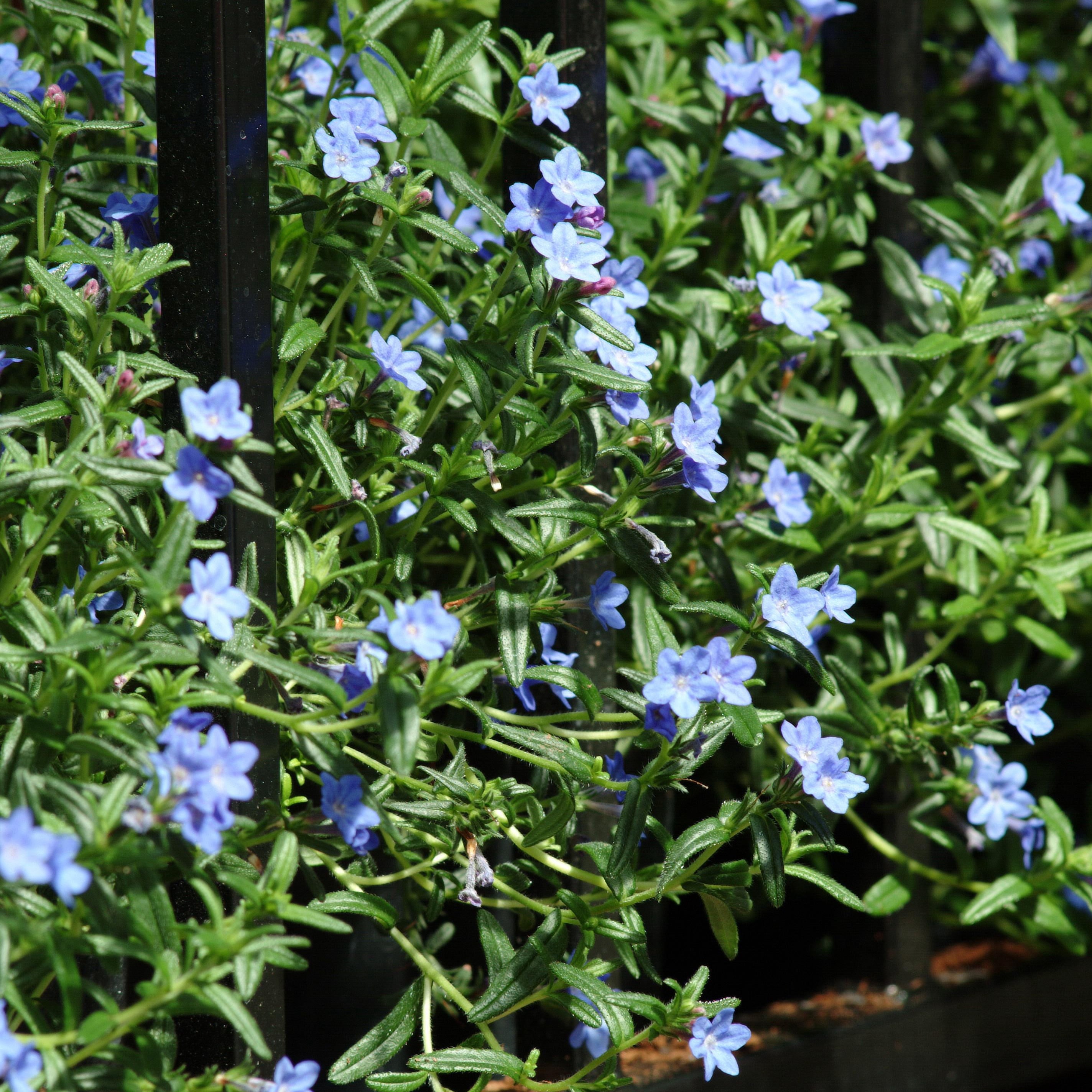 Expert Gardener Lithodora Grace Ward Live Perennial Plant, 1 Quart, Full Sun