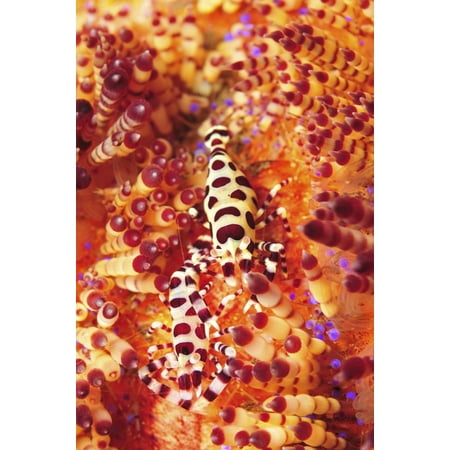 - Pair of coleman shrimp on a red and yellow fire urchin Bali Indonesia Canvas Art - Mathieu MeurStocktrek Images (23 x 35)