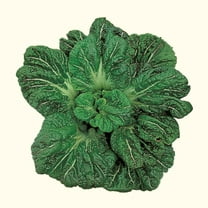 Mustard Seeds - Miike Giant - 3 g Packet ~1900 Seeds - Non-GMO, Heirloom - Asian Garden Vegetable, Microgreens & Herb Gardening