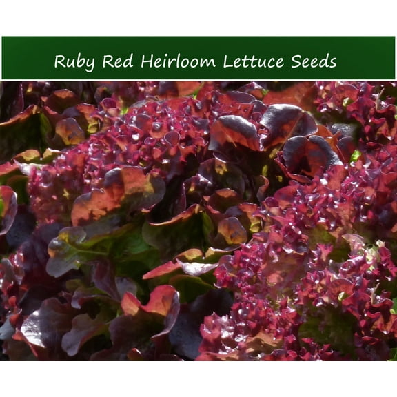 Vegetable SEEDS - Ruby Red Leaf Lettuce -250 Seeds - Colorful -  Serendipity Seeds SEED Pack