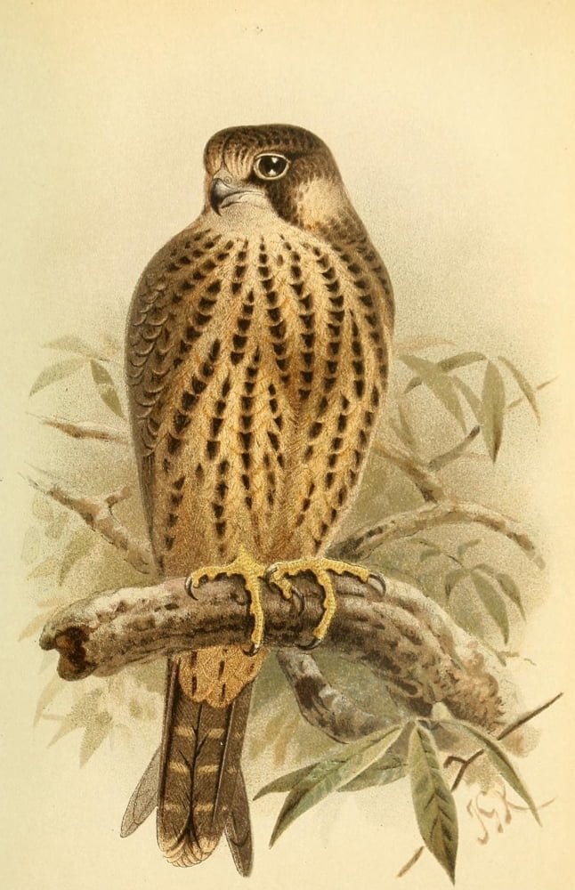 Birds Of The Britis