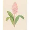 thumbnail image 2 of Clemenz Heinrich Wehdemann 12x14 Black Ornate Wood Framed Double Matted Museum Art Print Titled: Veltheimia Viridifolia (Veltheimia Bracteata) (1817), 2 of 5