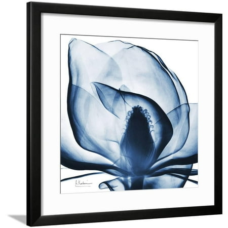 Magnolia Indigo Framed Print Wall Art By Albert Koetsier
