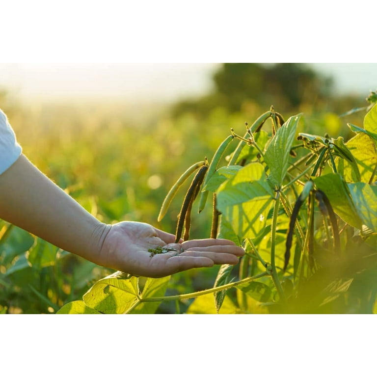 Mung Bean Seeds for Planting - Grow Healthy Mung Beans - Moong Beans are Great for Sprouts (100 Seeds)