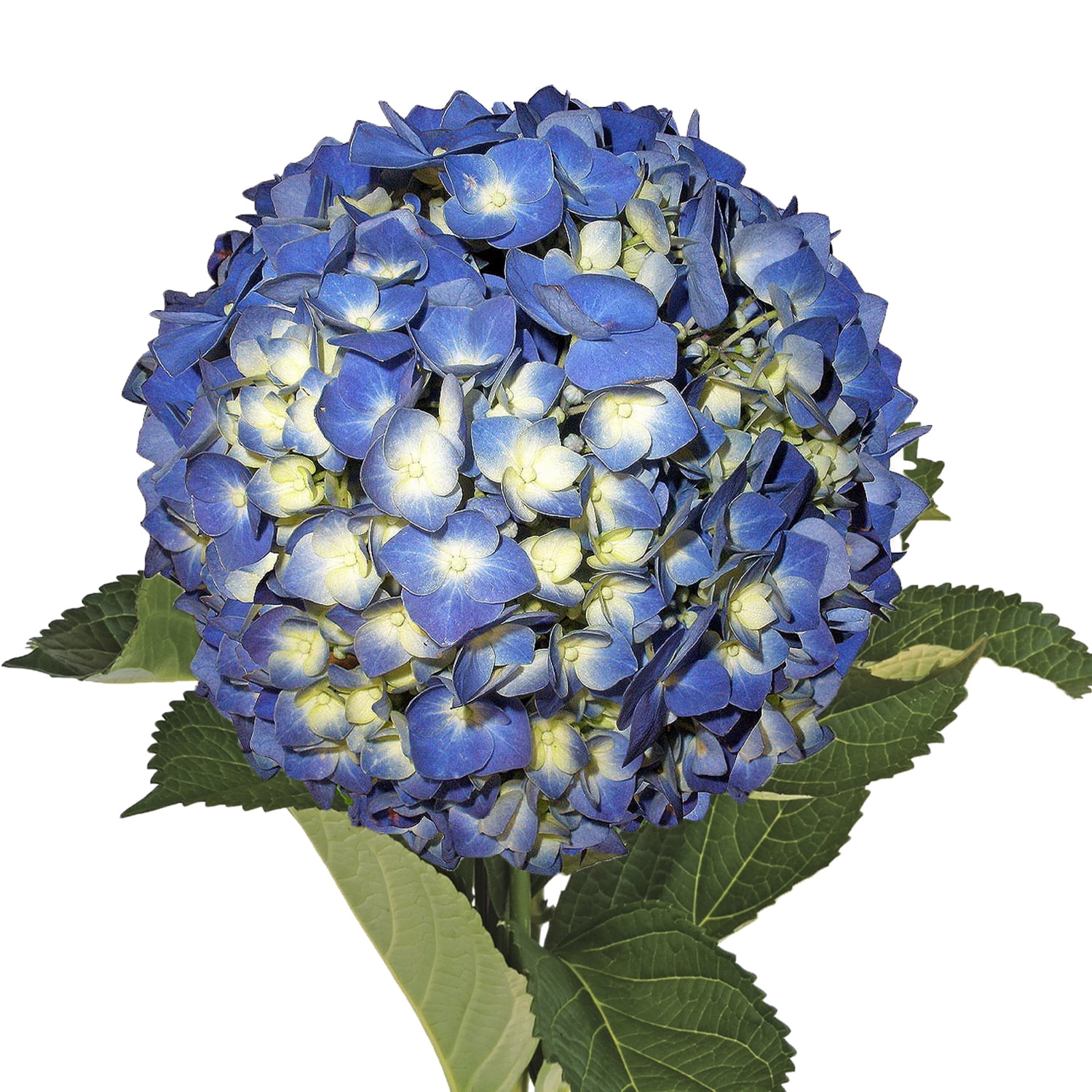 Shocking Blue Hydrangea - Fresh Cut - 30 Stems - Walmart.com - Walmart.com
