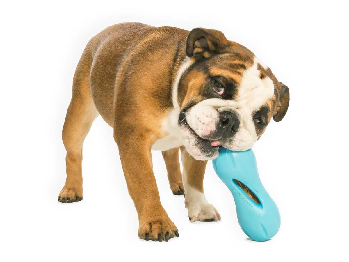 West Paw Zogoflex Qwizl Large 6.5" Dog Toy Aqua