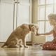 thumbnail image 3 of 2026 Dog Pet Bowl Elevated Dog Cat Stainless Steel Food Water Dish Container, 3 of 5