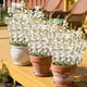 thumbnail image 4 of Ramo de flores de gloria de la mañana artificial 53cm C, Flores artificiales, Flores de plástico, Ramo de flores de imitación, Decoración al aire libre, Jardín de casa, 4 of 6