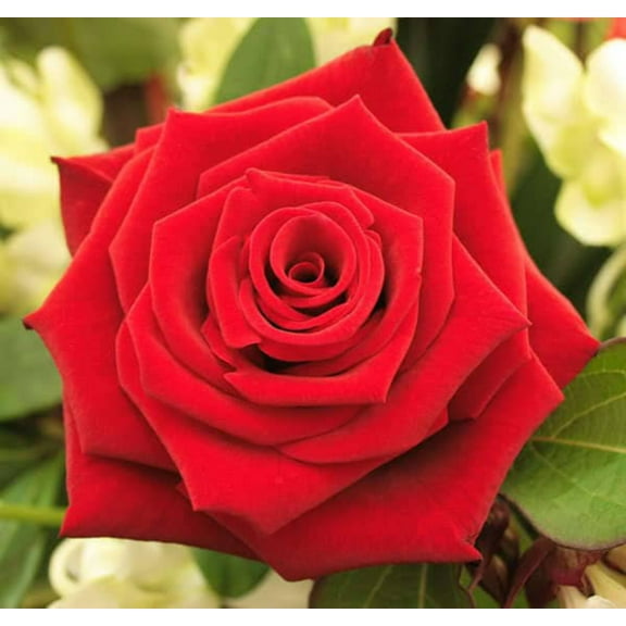 5 * SEEDS * RED ROSE Rosa Bush Shrub Perennial Flower Seeds