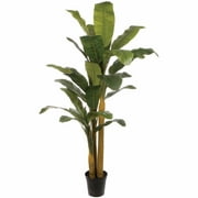Banana Tree X3.