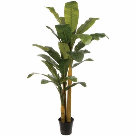Banana Tree X3.