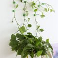 thumbnail image 4 of FUTUREORYY 10Ud Clip Para Plantas De Pared Con Adhesivo Fuerte Para Jardinería, 4 of 8