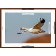 thumbnail image 5 of Art.com Snow geese flying. Bosque del Apache National Wildlife Refuge, New Mexico Photographic Print by Adam Jones, Brown Frame Wall Art, 29" x 21", 5 of 5