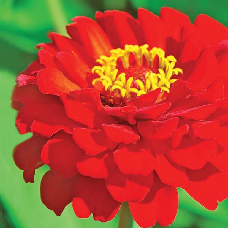 Ferry-Morse 400MG Zinnia Cherry Queen Annual Flower Seeds, Full