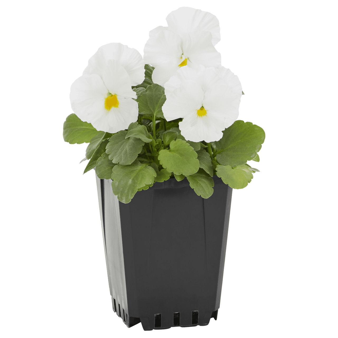 Expert Gardener Pansy Live Annual Plant, White Clear, 1 Pint, Full Sun, 6-Pack