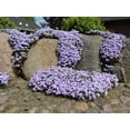 thumbnail image 3 of Moss Phlox 'Emerald Blue' - Live Starter Plant, 3 of 4