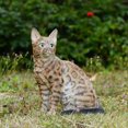 thumbnail image 1 of 10" H Sitting Bengal Cat Garden Statue, 1 of 5