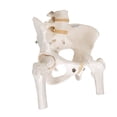 thumbnail image 2 of Anatomical model: female pelvic skeleton with moveable femur heads, 2 of 9