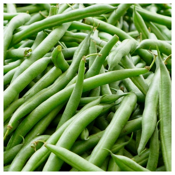 Everwilde Farms - 1 lb Kentucky Blue Pole Bean Seeds - Gold Vault Bulk Seed Packet