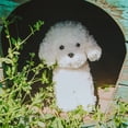 thumbnail image 4 of Peluche WEIGEDU, de juguete, caniche, 32 cm, color blanco, 4 of 9