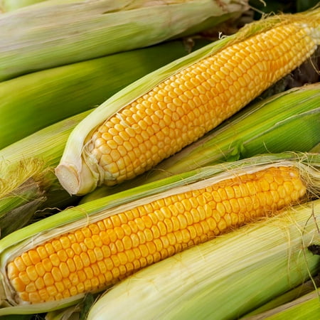 NK 199 Hybrid Corn Garden Seed - 1 Lb - Non-GMO, High Yield, Vegetable ...