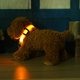 thumbnail image 2 of 2.5cm LED Night Flashing Dog Pet Collar Collar de nylon Correa (Amarillo / XL) JShteea Libre de BPA, 2 of 9