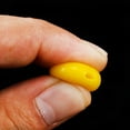 thumbnail image 4 of Langgg 100 Pcs Appâts de Pêche Saveur Maïs Doux Balles de Flottabilité - Jaune P, 4 of 8
